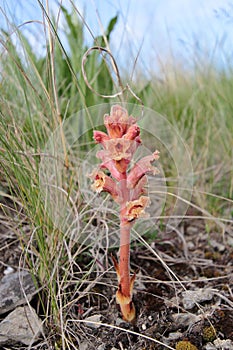 The Bedstraw broomrape Simao broomstraw (Orobanche caryophyllacea) flowering