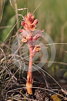 The Bedstraw broomrape Simao broomstraw (Orobanche caryophyllacea) flowering