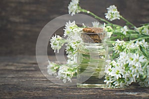 Bedstraw essential oil.