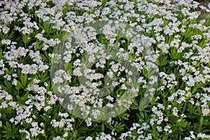 Bedstraw (Galium odoratum) blooms in spring