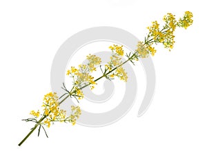 Bedstraw Galium verum