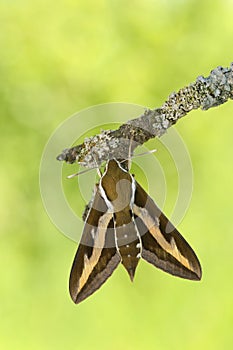 Bedstraw Hawk-mothHyles gallii