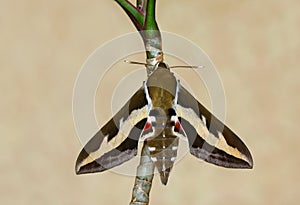 Bedstraw Hawk-mothHyles gallii