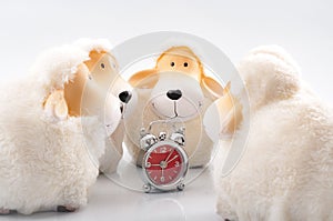 Bedtime ritual and sleep disorder concept with toy sheep circling around an alarm clock isolated on white background. It is said