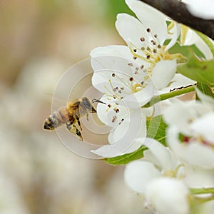 Bee