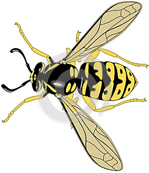 Bee