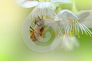 Miel de abeja 