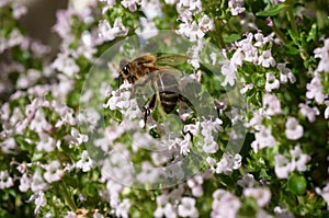 Bee