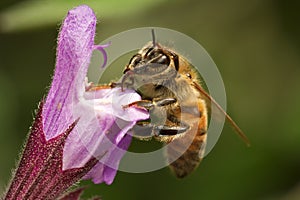 Bee