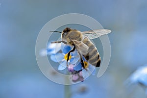 Bee harvesting pollen form a flower