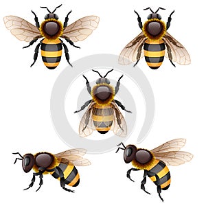 Bee