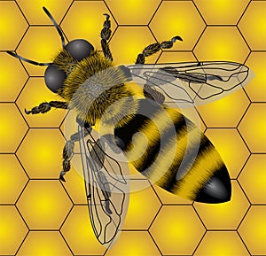 Včela 