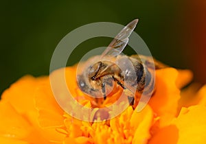 Bee