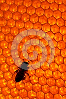 Bee