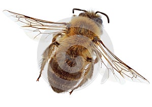 The bee photo