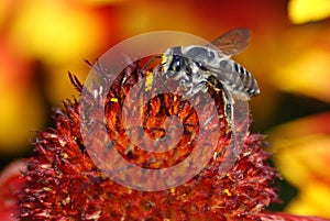 Bee