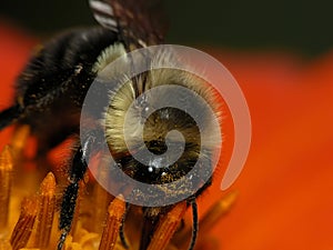 Bee