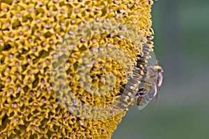 Bee