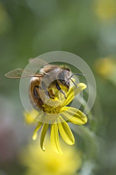 Bee