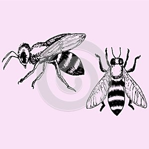 bee