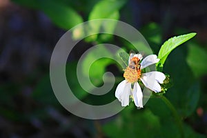 Bee