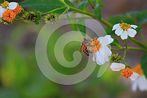 Bee