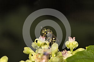 Bee, Aarey milk colony Mumbai , India