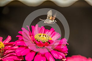 The bee above the flowers