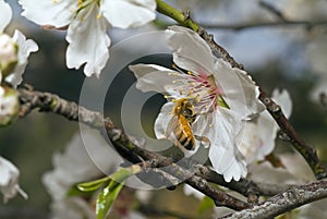 Bee on almond flower