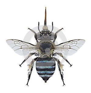 Bee Amegilla cingulata