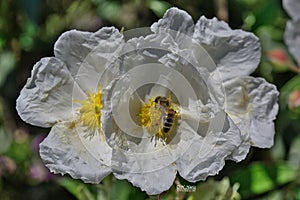 Bee on an Anemone