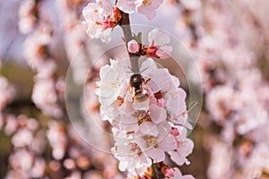 Bee Anthophila on cherry flowers Prunus tomentosa close-up.