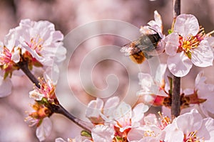 Bee Anthophila on cherry flowers Prunus tomentosa close-up. Spring blooming garden. Soft bokeh.