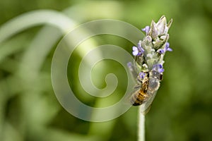 Bee (Anthophila) standing on a flower of lavender, lavandula with green background.