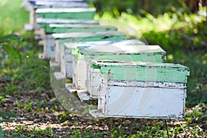 Bee apiary bee hive for harvesting honey, Beekeeper beehive with bees flying to the landing boards. Apiculture