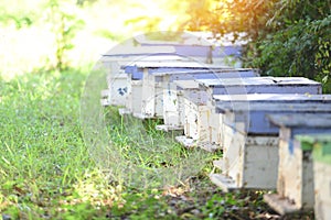 Bee apiary bee hive for harvesting honey, Beekeeper beehive with bees flying to the landing boards. Apiculture