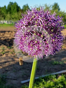 Bee apiary garden beegarden village