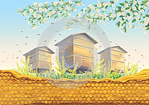 Bee apiary with honeycomb in the foreground and flowering fruit tree branch.