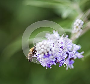 Bee- Apidae on a purple flower photo