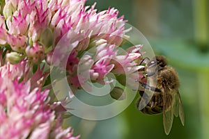 A bee (Apiformes) sitting on the blossom of a pink flower