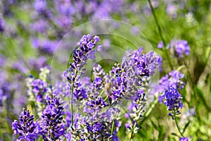 Bee Apis on lavender Lavandula angustifolia photo