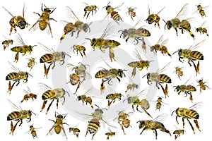 Bee Apis mellifera