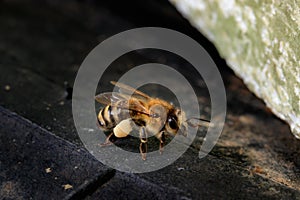 Bee Apis mellifera carnica brought linden pollen to hive