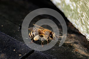 Bee Apis mellifera carnica brought linden pollen to hive photo
