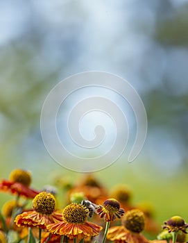 bee (apis mellifera) on helenium flowers