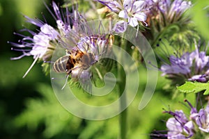 Bee, apis mellifera and honey plant phacelia.