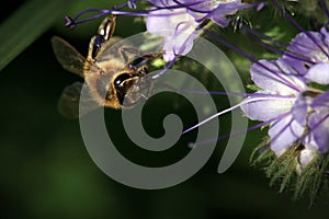 Bee, apis mellifera and honey plant phacelia.