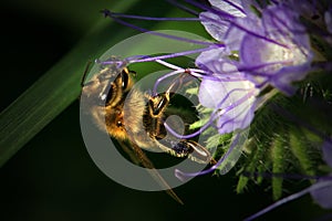 Bee, apis mellifera and honey plant phacelia.