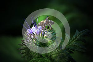 Bee, apis mellifera and honey plant phacelia.