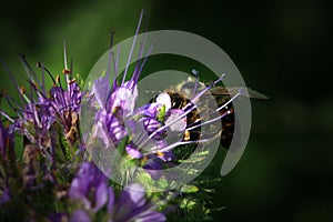 Bee, apis mellifera and honey plant phacelia.